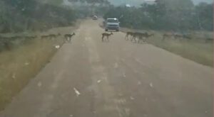South Africa 8